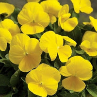 Velour Flower seeds for Planting Garden Favorite Heirloom & GMO Free Seeds for Home Garden 
 
 Sale