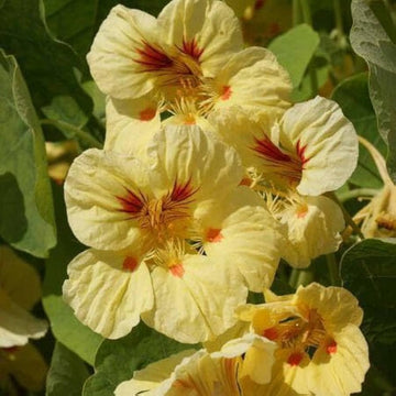 White Nasturtium Flower Seeds – Perfect Borders Heirloom & NonGMO Seeds for Home Garden
 
 Sale