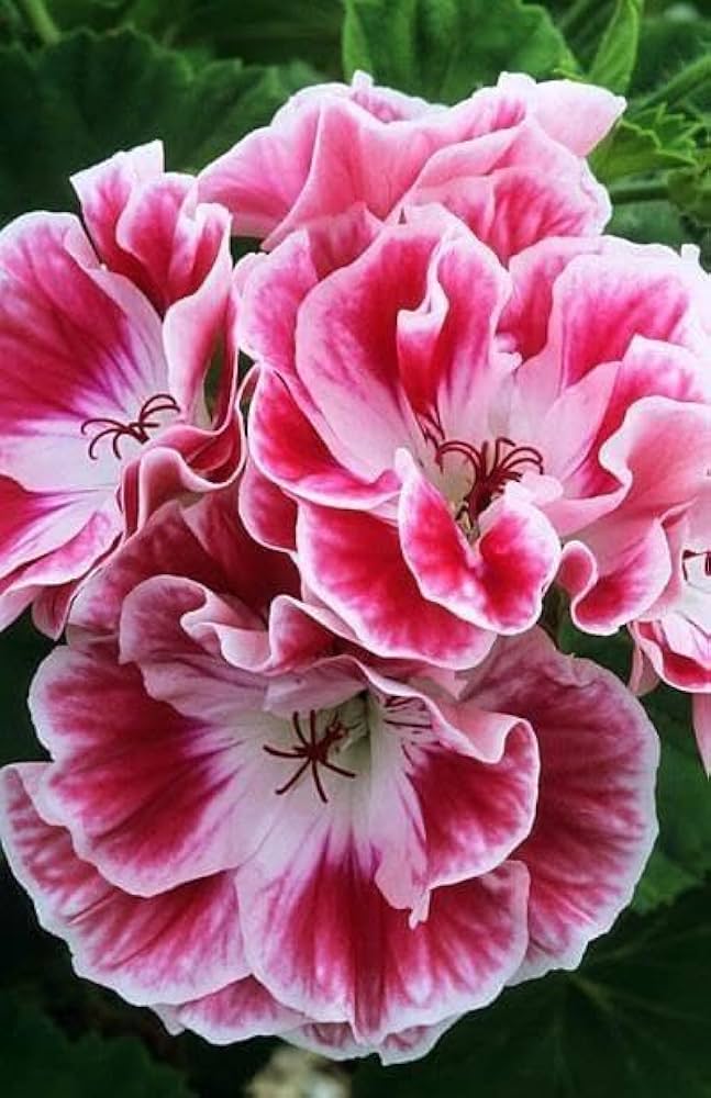 Pink Red Geranium Flower Seeds for Planting Compact Growth Heirloom & GMO Free Seeds for Home Garden
 
 Sale