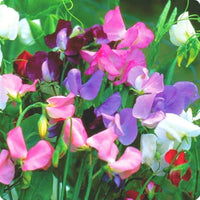 Lathyrus Flower seeds for Planting Shade Tolerant Heirloom & GMO Free Seeds for Home Garden 
 
 Sale