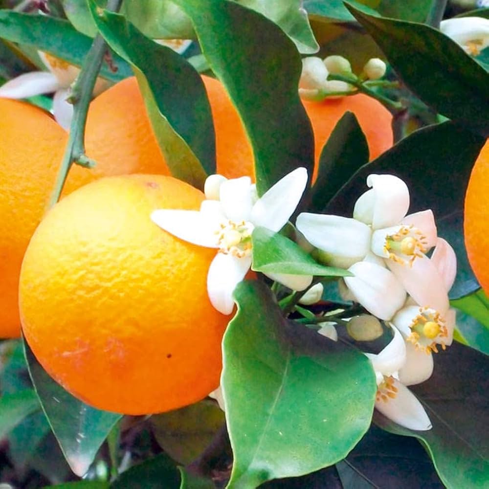 Cara Cara orange seeds for planting in home gardens and containers