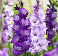 Blue Gladiolus Flower seeds for Planting Compact Growth Heirloom & GMO Free Seeds for Home Garden
