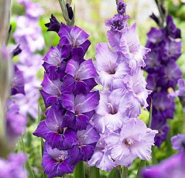 Blue White Gladiolus Flower Seeds for Planting Seasonal Bloomer Heirloom & GMO Free Seeds for Home Garden
 
 Sale