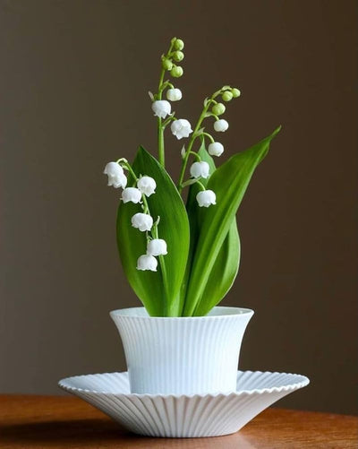 100 Pcs