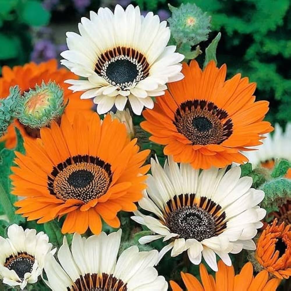 Orange Prince Venidium Seeds for Bold Orange Flowers
