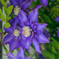 Blue Clematis Flower seeds for Planting Seasonal Bloomer Heirloom & GMO Free Seeds for Home Garden