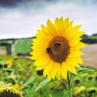 Little Becka Sunflower Helianthus annuus Seeds for Planting in Flower Bed