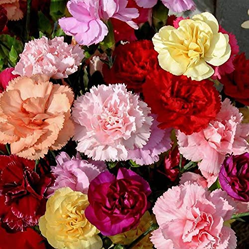 Carnation Flower seeds for Planting - Compact Growth, Heirloom & GMO Free Seeds for Home Garden