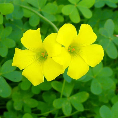 100 Pcs