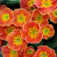 Primula Malacoides Flower seeds for Planting - Colorful Display, Heirloom & GMO Free Seeds for Home Garden
 
 Sale seeds for planting in home garden