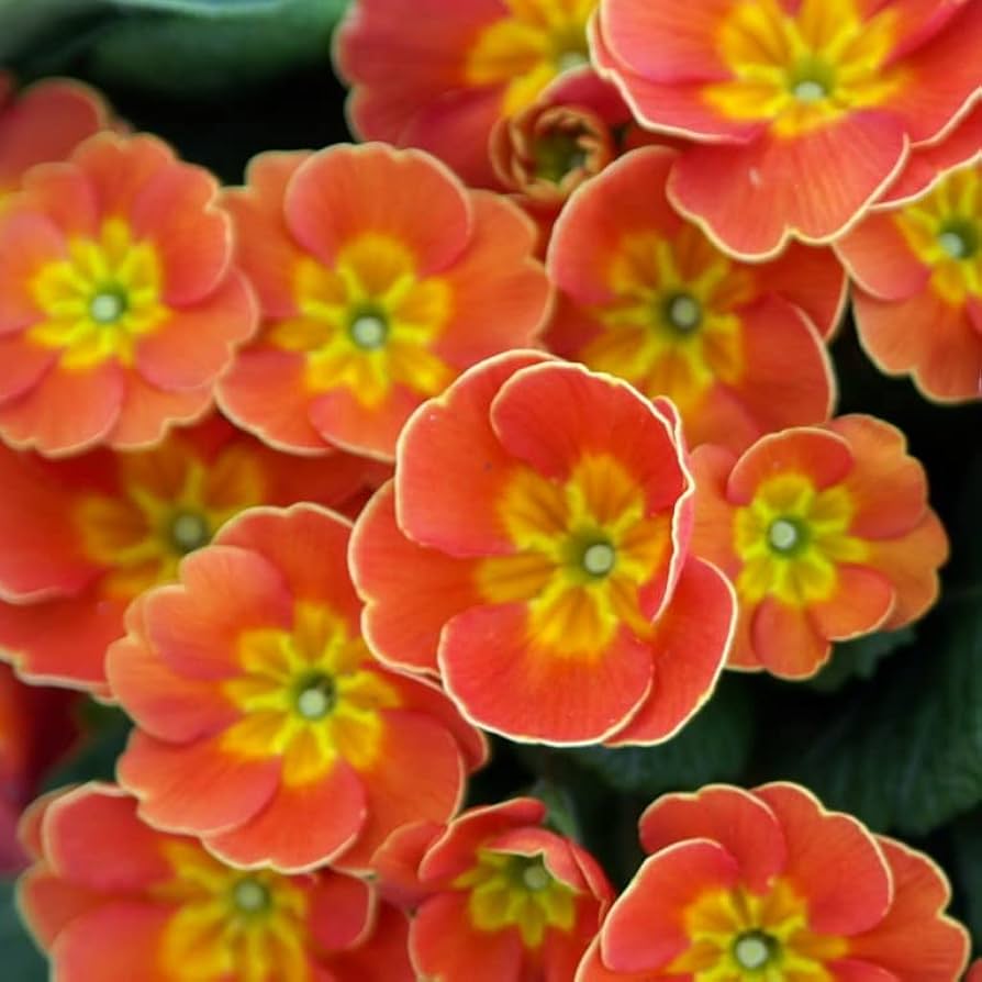 Orange Primrose Flower seeds for Planting - Sun Loving, Heirloom & GMO Free Seeds for Home Garden
 
 Sale seeds for planting in home garden