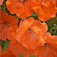 Orange Petunia Flower seeds for Planting Low Maintenance Heirloom & GMO Free Seeds for Home Garden