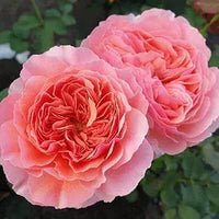 Salmon Giant Hollyhock seeds for elegant blooms