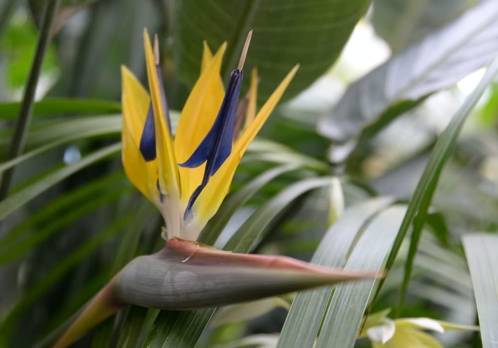 Violet Yellow Strelitzia Flower seeds for Planting - Premium Quality, Heirloom & GMO Free Seeds for Home Garden
 
 Sale seeds for planting in home garden