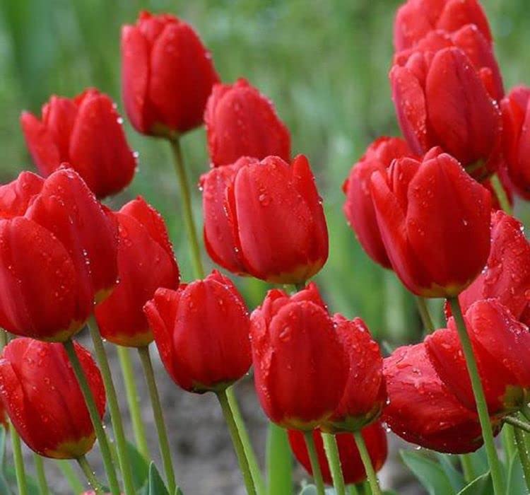 Red Tulip Flower Seeds for Planting Sun Loving Heirloom & GMO Free Seeds for Home Garden
 
 Sale