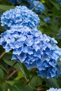 Blue Geranium Flores Flower Seeds for Planting Seasonal Bloomer Heirloom & GMO Free Seeds for Home Garden
 
 Sale
