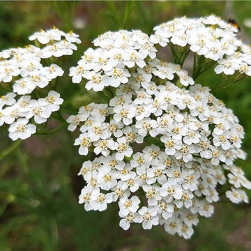 White Achillea Flower seeds for Planting - Colorful Display, Heirloom & GMO Free Seeds for Home Garden