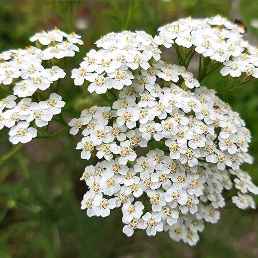 Achillea Millefolium Flower seeds for Planting Drought Tolerant Heirloom & GMO Free Seeds for Home Garden