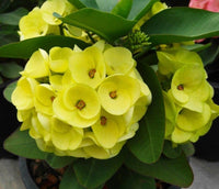 Yellow Euphorbia Flower seeds for Planting Premium Quality Heirloom & GMO Free Seeds for Home Garden 
 
 Sale