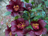 Burgundy Camellia Flower seeds for Planting - Cottage Garden Essential, Heirloom & GMO Free Seeds for Home Garden