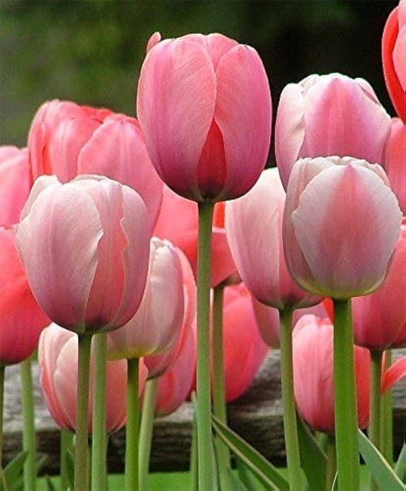 Light Pink Tulip Flower seeds for Planting Sun Loving Heirloom & GMO Free Seeds for Home Garden