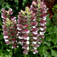 Bear's Breeches Flower seeds for Planting - Compact Growth, Heirloom & GMO Free Seeds for Home Garden
 
 Sale seeds for home garden