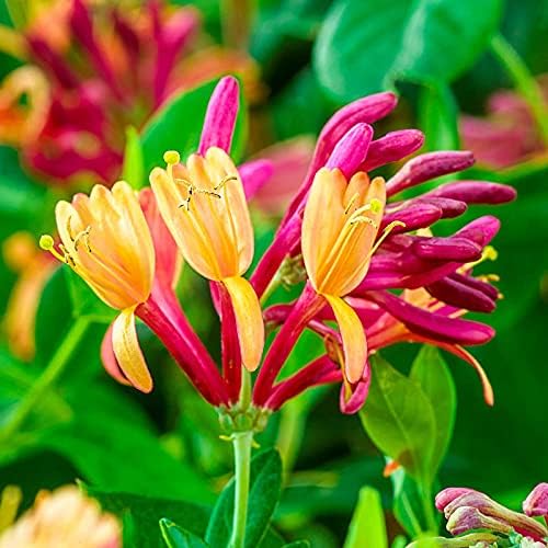 Honeysuckle Lonicera Seeds for Planting - Vibrant Flowering Plant