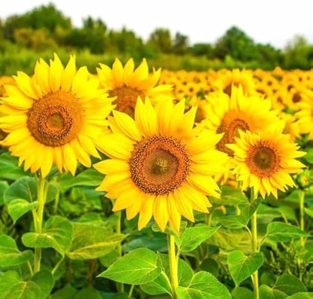 Yellow Hybrid Sunflower Seeds - Perfect for Planting