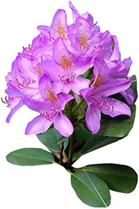 Purple Rhododendron Flower seeds for Planting - Pollinator Friendly, Heirloom & GMO Free Seeds for Home Garden