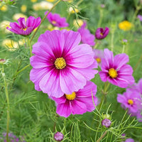 Kosmos-Blumensamen Cosmos bipinnatus Flower Seeds for Planting in Flower Bed and Garden