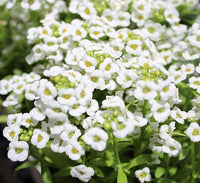 Lobularia Maritima Flower seeds for Planting - Pollinator Friendly, Heirloom & GMO Free Seeds for Home Garden