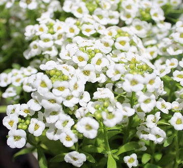 Lobularia Maritima Flower seeds for Planting - Pollinator Friendly, Heirloom & GMO Free Seeds for Home Garden