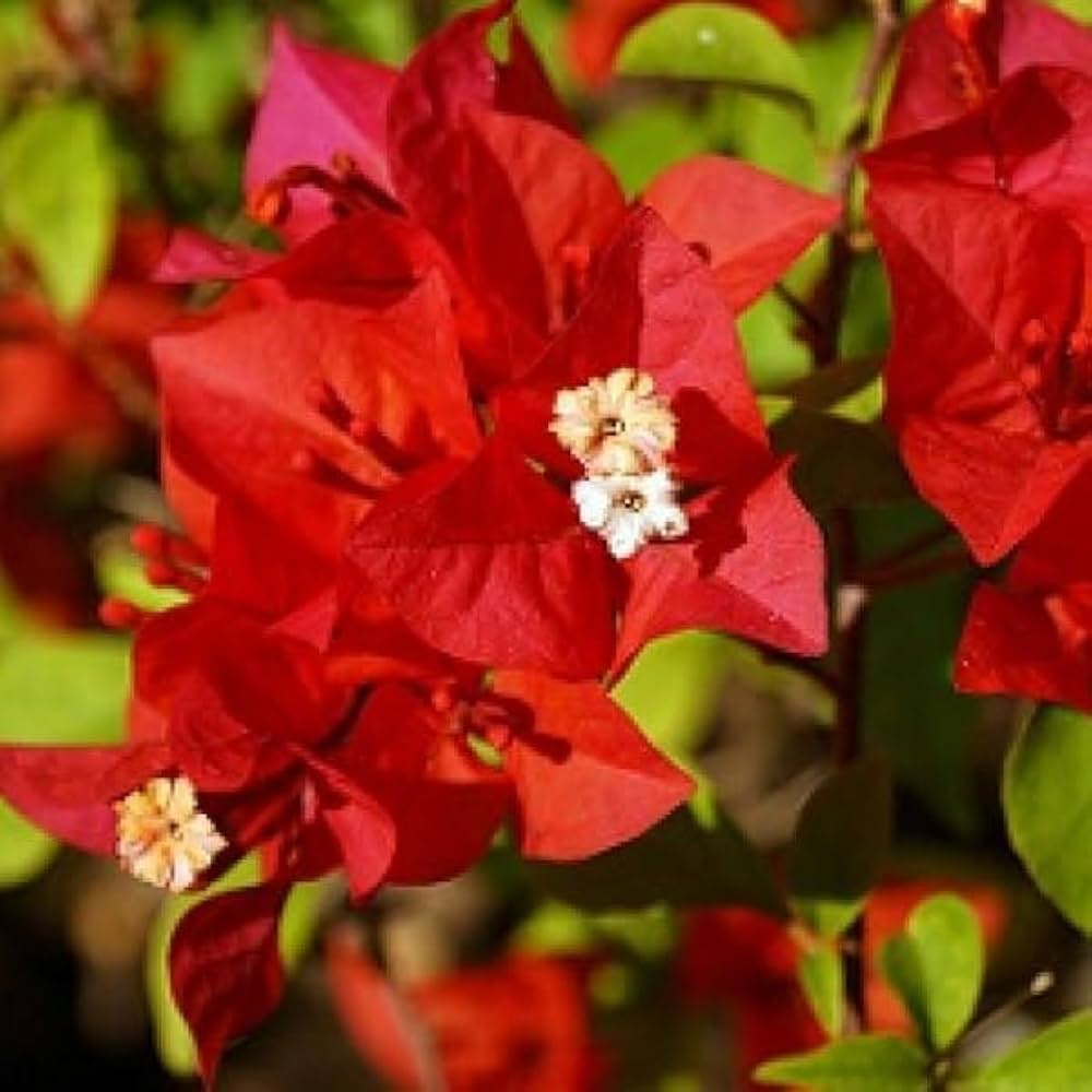 Bougainvillea Flower seeds for Planting Shade Tolerant Heirloom & GMO Free Seeds for Home Garden