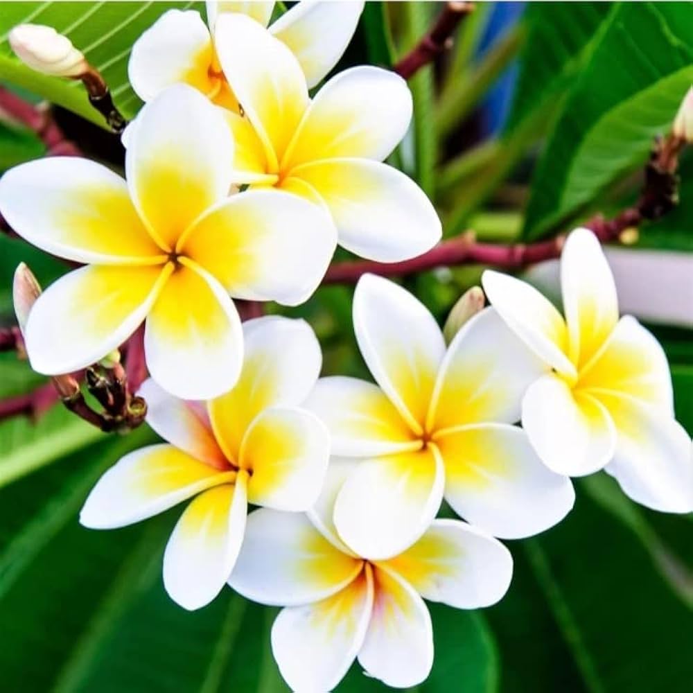 Plumeria Flower seeds for Planting - Shade Tolerant, Heirloom & GMO Free Seeds for Home Garden
