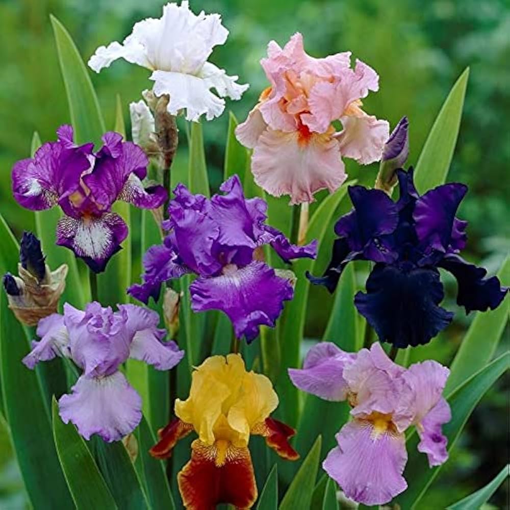Perennial Iris flowers growing in an outdoor garden