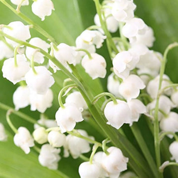 Bell Orchid Flower seeds for Planting - Shade Tolerant, Heirloom & GMO Free Seeds for Home Garden