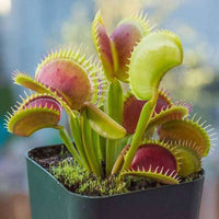 Young Venus Flytrap plants growing in a container with open trap-shaped leaves.