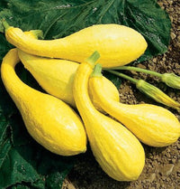 Yellow Crookneck Squash Heirloom Vegetable Seeds for Home Gardens & Raised Beds