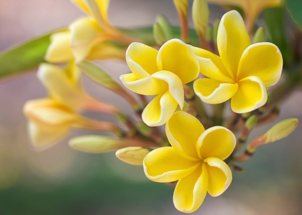 Yellow Egg Flower seeds for Planting - Hardy Variety, Heirloom & GMO Free Seeds for Home Garden
 
 Sale seeds for planting in home garden