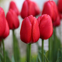 Deep Red Tulip Flower seeds for Planting Long Bloom Season Heirloom & GMO Free Seeds for Home Garden 
 
 Sale seeds for home garden planting