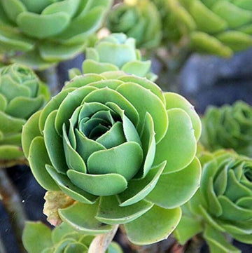 Heirloom Succulent Rose Flower seeds for Planting Cottage Garden Essential Heirloom & GMO Free Seeds for Home Garden