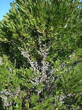 Green Myrica Pennsylvanica Flower seeds for Planting - Cut Flower Favorite, Heirloom & GMO Free Seeds for Home Garden
 
 Sale seeds for home garden