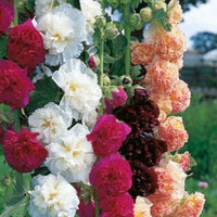 Hollyhock Seeds for Planting Alcea Rosea cottage garden flower fence