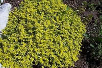 Green (Green Cascade) seeds for planting in home garden