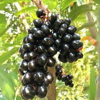 Mature tropical Black Jamun tree growing in an outdoor garden.
