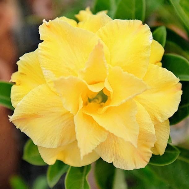 Red Light Yellow Adenium Flower Seeds for Planting Drought Tolerant Heirloom & GMO Free Seeds for Home Garden
 
 Sale