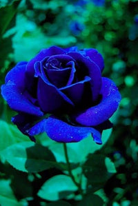 Blue Rose Tree Flower Seeds for Planting Long Bloom Season Heirloom & GMO Free Seeds for Home Garden
 
 Sale