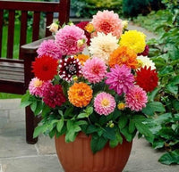 Dahlia Bulbs | Perennial Ornamental Flowers for Garden Planting