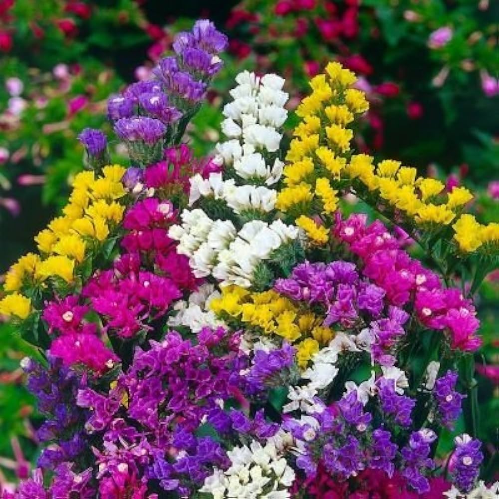 Herencia Flower seeds for Planting - Easy to Grow, Heirloom & GMO Free Seeds for Home Garden