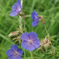 Heirloom Geranium Pratense Flower seeds for Planting Bright Blooms Heirloom & GMO Free Seeds for Home Garden